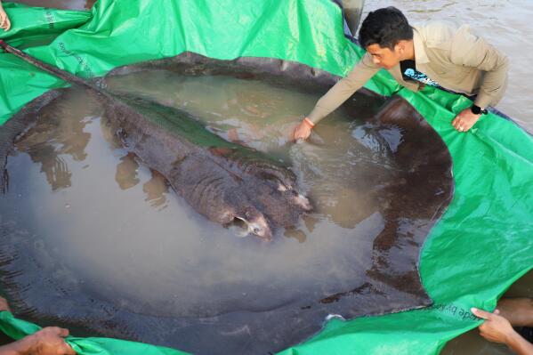 Freshwater stingray deals
